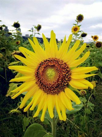 Rainbow Riverside-park